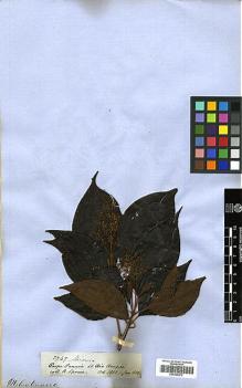 Type specimen at Edinburgh (E). Spruce, Richard: 2747. Barcode: E00396270.