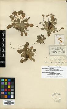 Type specimen at Edinburgh (E). Henry, Augustine: 9154. Barcode: E00396425.
