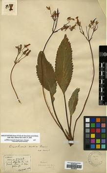 Type specimen at Edinburgh (E). Henry, Augustine: 9713A. Barcode: E00396430.