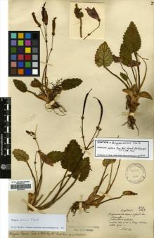 Type specimen at Edinburgh (E). Maire, Edouard-Ernest: 213. Barcode: E00396440.