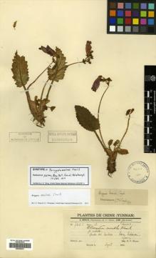 Type specimen at Edinburgh (E). Maire, R.: 7455. Barcode: E00396441.