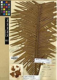 Type specimen at Edinburgh (E). Kerr, Arthur: 999. Barcode: E00397088.