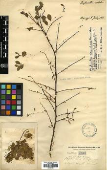 Type specimen at Edinburgh (E). Buchanan-Hamilton, Francis: 2083. Barcode: E00397862.