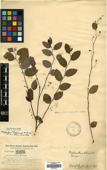 Type specimen at Edinburgh (E). Buchanan-Hamilton, Francis: 2072. Barcode: E00397863.