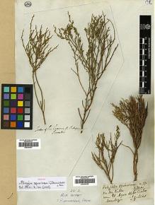 Type specimen at Edinburgh (E). Gillies, John: . Barcode: E00399320.