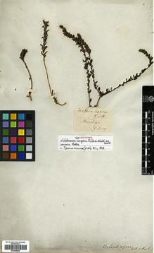 Type specimen at Edinburgh (E). Gillies, John: . Barcode: E00399480.