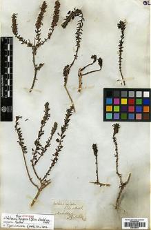 Type specimen at Edinburgh (E). Gillies, John: . Barcode: E00399481.
