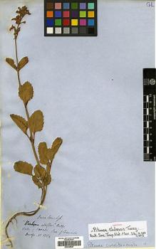Type specimen at Edinburgh (E). Bridges, Thomas: 1354. Barcode: E00399567.