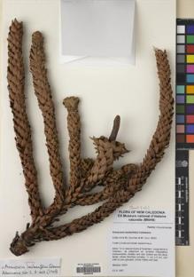 Type specimen at Edinburgh (E). MacKee, Hugh: 16441. Barcode: E00399706.