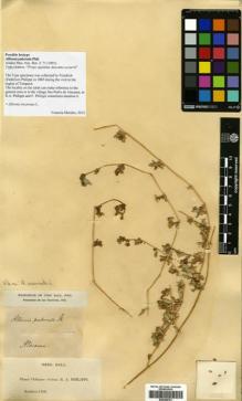 Type specimen at Edinburgh (E). Philippi, Federico (Friedrich): . Barcode: E00399781.
