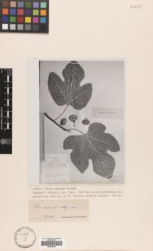 Type specimen at Edinburgh (E). Prilipko, L.: . Barcode: E00405283.