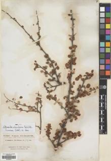 Type specimen at Edinburgh (E). Schimper, Georg: 270. Barcode: E00406878.