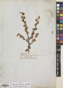 Type specimen at Edinburgh (E). Schimper, Georg: 270. 445.. Barcode: E00406880.