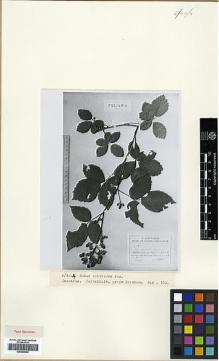 Type specimen at Edinburgh (E). Juzepczuk, Sergei: 108. Barcode: E00409052.