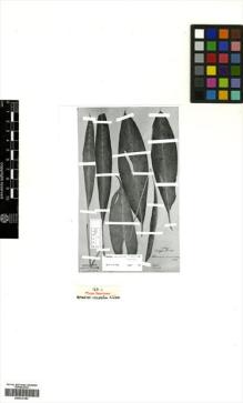 Type specimen at Edinburgh (E). Soyaux, Hermann: 180. Barcode: E00412193.
