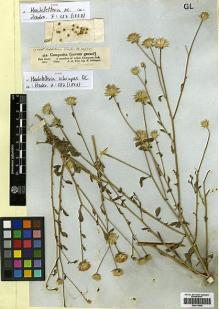 Type specimen at Edinburgh (E). Schimper, Georg: 864. Barcode: E00413009.
