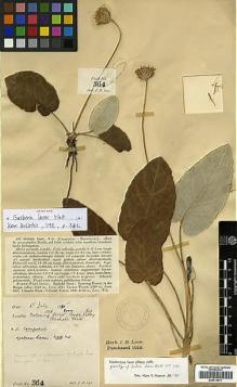 Type specimen at Edinburgh (E). Lace, John: 364. Barcode: E00413011.