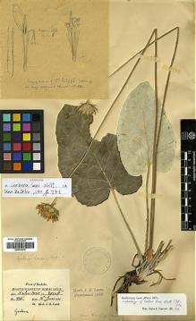 Type specimen at Edinburgh (E). Lace, John: 935. Barcode: E00413012.