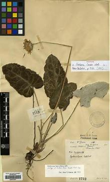 Type specimen at Edinburgh (E). Lace, John: 1712. Barcode: E00413013.