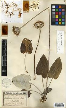 Type specimen at Edinburgh (E). Sintenis, Paul: 3184. Barcode: E00413014.