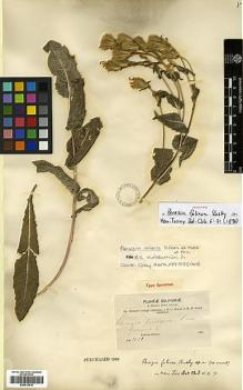 Type specimen at Edinburgh (E). Bang, Miguel: 1131. Barcode: E00413016.