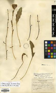 Type specimen at Edinburgh (E). Bang, Miguel: 1049. Barcode: E00413017.
