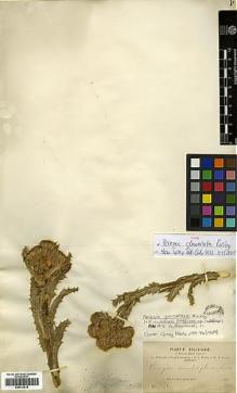 Type specimen at Edinburgh (E). Bang, Miguel: 736. Barcode: E00413018.