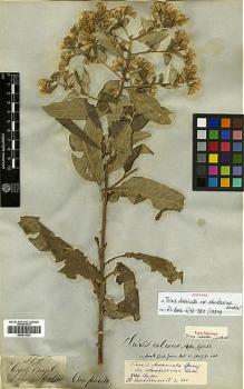 Type specimen at Edinburgh (E). Gardner, George: 3871. Barcode: E00413023.