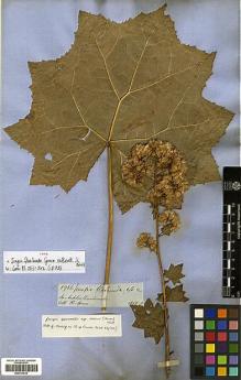 Type specimen at Edinburgh (E). Spruce, Richard: 5966. Barcode: E00413033.