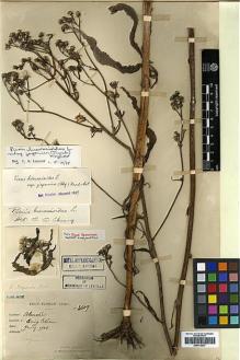 Type specimen at Edinburgh (E). Esquirol, Joseph: 3609. Barcode: E00413037.