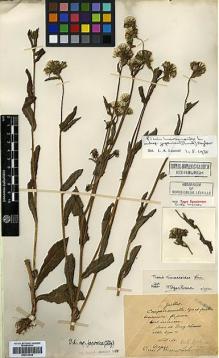 Type specimen at Edinburgh (E). Maire, Edouard-Ernest: . Barcode: E00413038.