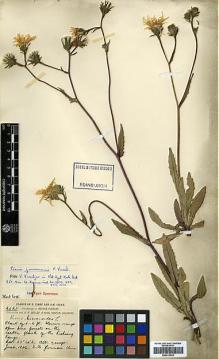 Type specimen at Edinburgh (E). Forrest, George: 2421. Barcode: E00413039.