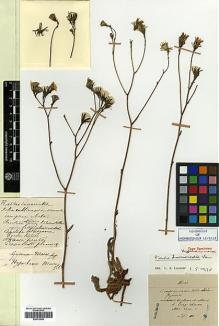 Type specimen at Edinburgh (E). Maire, Edouard-Ernest: . Barcode: E00413040.