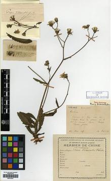 Type specimen at Edinburgh (E). Bodinier, Emile: . Barcode: E00413041.