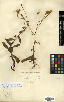 Type specimen at Edinburgh (E). Von Heldreich, Theodor: . Barcode: E00413042.