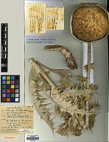 Type specimen at Edinburgh (E). Davis, Peter: 13651. Barcode: E00413044.