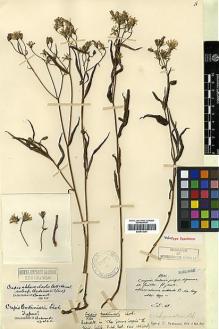 Type specimen at Edinburgh (E). Maire, Edouard-Ernest: . Barcode: E00413051.