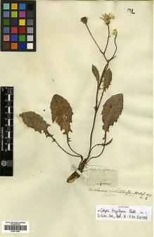 Type specimen at Edinburgh (E). Salzmann, Philipp: . Barcode: E00413054.