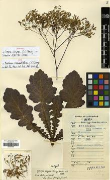 Type specimen at Edinburgh (E). Fang, W.: 1280. Barcode: E00413060.