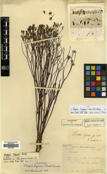 Type specimen at Edinburgh (E). Bodinier, Emile: 1561. Barcode: E00413064.