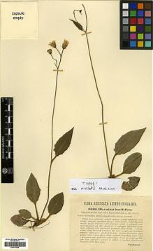 Type specimen at Edinburgh (E). Vukotinovic, Ljudevit: 3366. Barcode: E00413066.