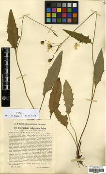 Type specimen at Edinburgh (E). Petunnikov, Alexej: 39. Barcode: E00413075.