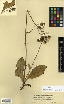 Type specimen at Edinburgh (E). Zahn, H.: 882A. Barcode: E00413079.