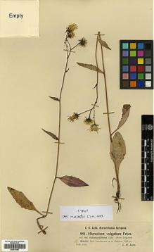 Type specimen at Edinburgh (E). Zahn, H.: 881. Barcode: E00413080.