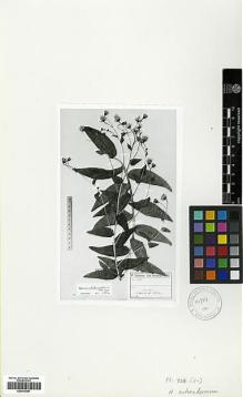 Type specimen at Edinburgh (E). Sintenis, Paul: 1764. Barcode: E00413087.