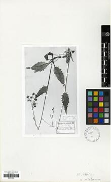 Type specimen at Edinburgh (E). Sintenis, Paul: 4468 C. Barcode: E00413088.