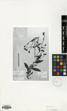 Type specimen at Edinburgh (E). : 477. Barcode: E00413094.