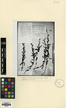 Type specimen at Edinburgh (E). : 5057. Barcode: E00413098.