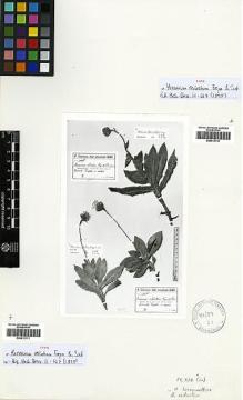 Type specimen at Edinburgh (E). Sintenis, Paul: 7183 A1. Barcode: E00413111.