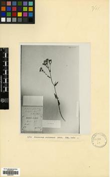 Type specimen at Edinburgh (E). von Radde, Gustav: 2111. Barcode: E00413113.